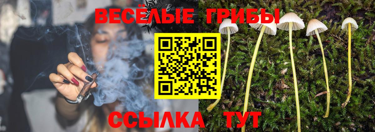 Псилоцибиновые грибы Psilocybe Ахтубинск